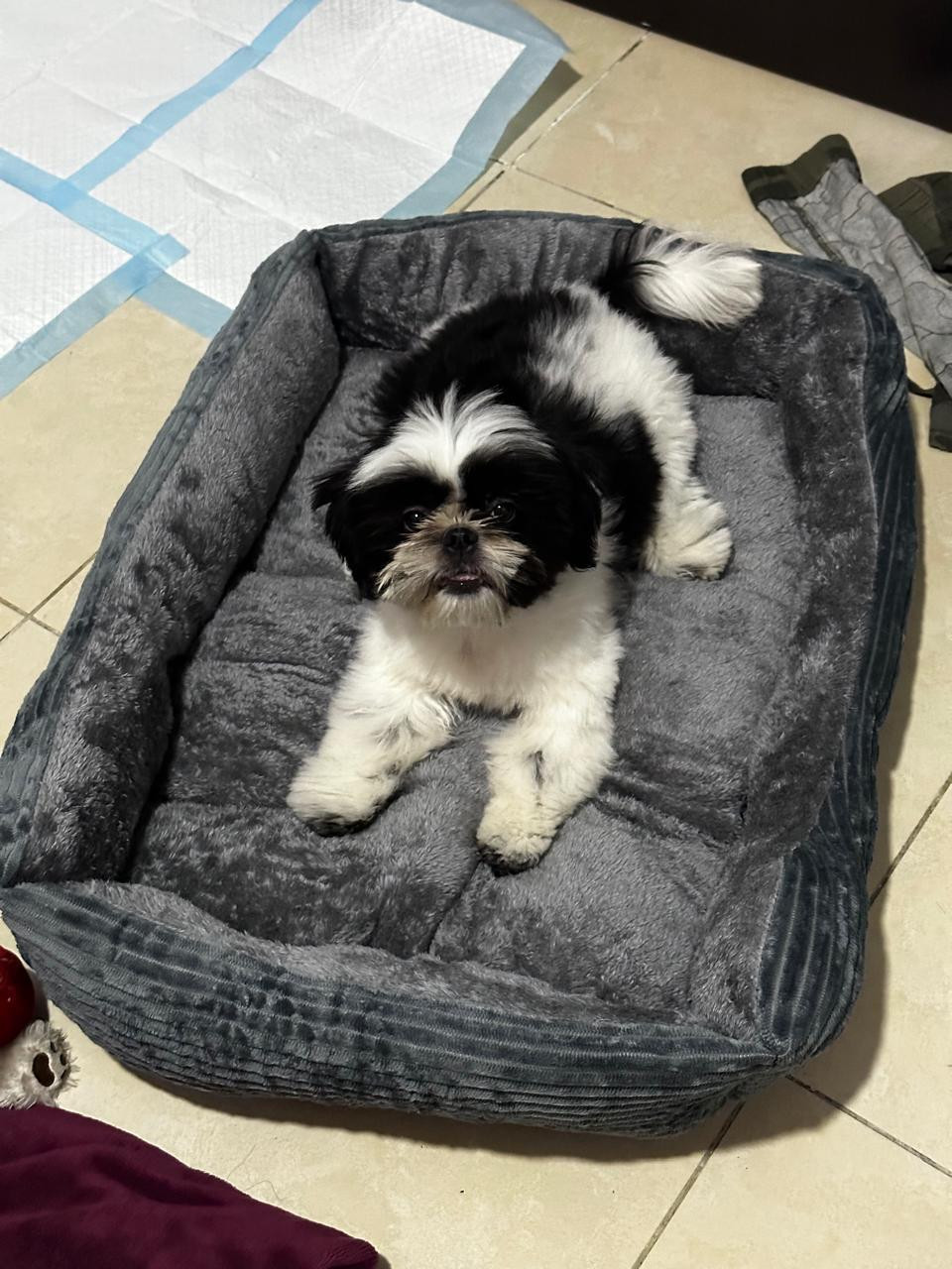 Meet Peanut – Adorable Male Pet for Sale or Adoption